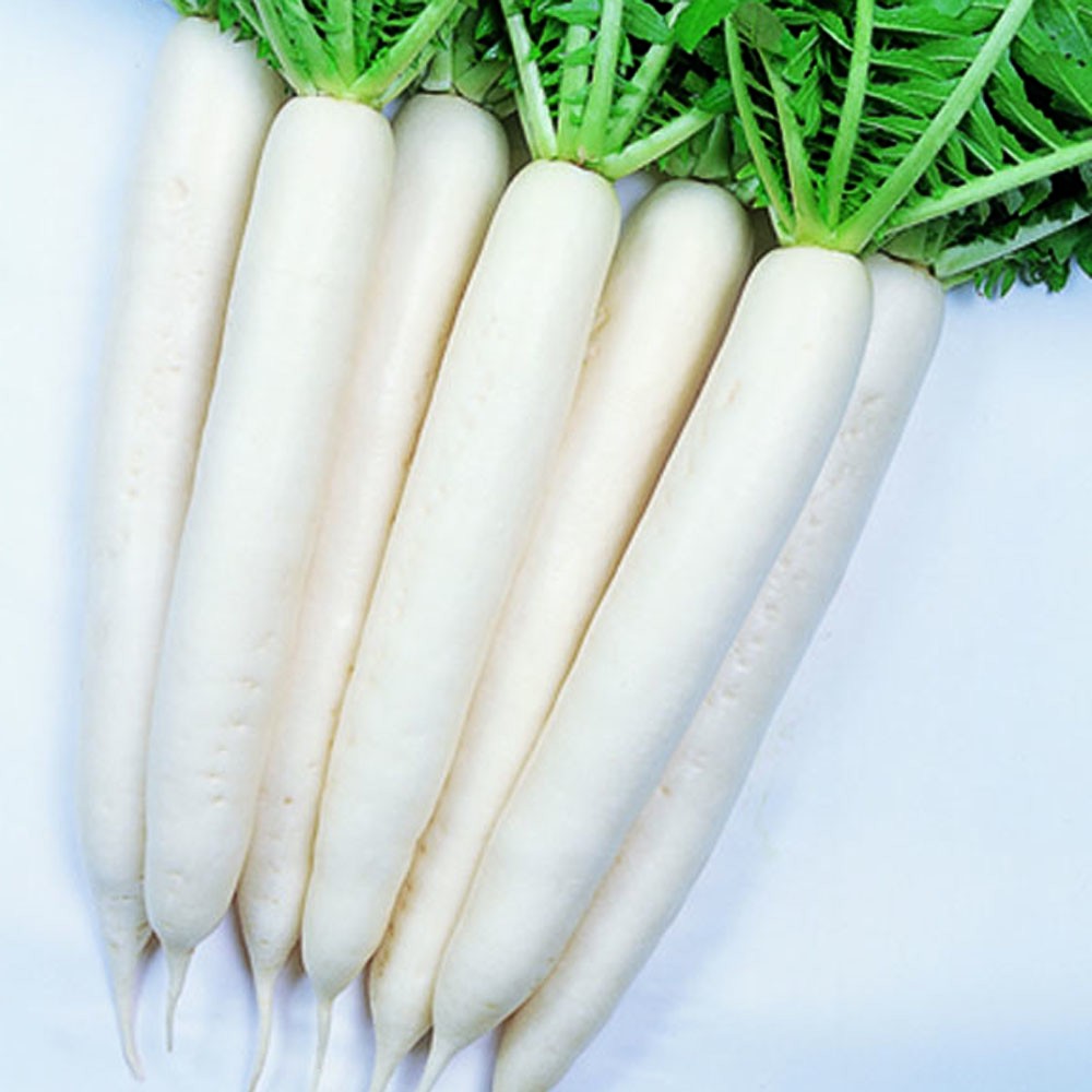 radis japonais blanc minowase les jardins du vallurot